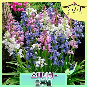 [초선지]  스패니쉬 블루벨 추식 구근 핑크 블루 Hyacinthoides hispanica 월동가능 다년생 신품종