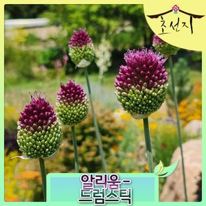 [초선지]  알리움 드럼스틱 추식 구근 월동가능 다년생 신품종