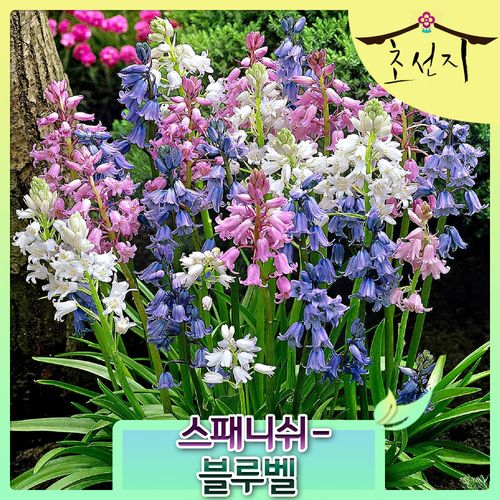 스패니쉬 스페인 블루벨 구근 10개 hyacinthoides hispanica