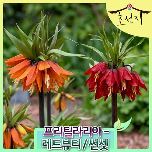 왕패모 프리틸라리아 추식 구근 fritillaria imperialis