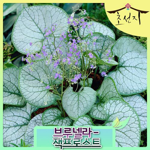 브루네라 7치포트 잭프로스트 Brunnera Jack Frost