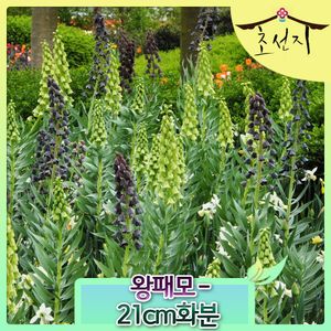 왕패모 프리틸라리아 직수입구근 대형화분식재 아이보리벨 fritillaria