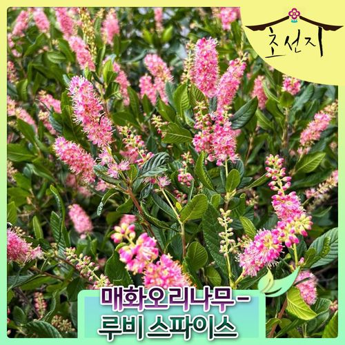 [초선지]  매화오리나무 루비 스파이스 15cm Clethra Ruby spice 월동가능 다년생 신품종