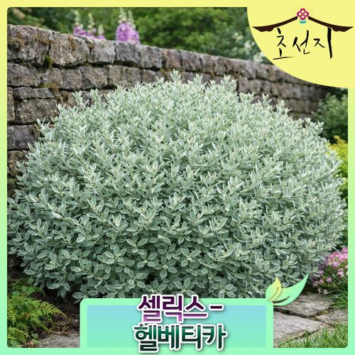 [초선지]  은엽 셀릭스 헬베티카 12cm Salix helvetica 월동가능 다년생 신품종