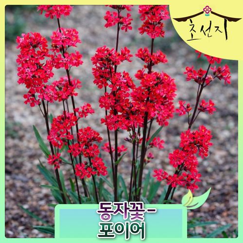 [초선지]  동자꽃 호이어 3개Set 리크니스 비스카리아 파이어버드 10cm 월동가능 다년생 신품종