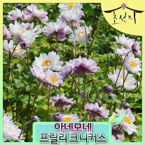 초선지 추명국 아네모네 프릴리 니커스 5치 신품종
