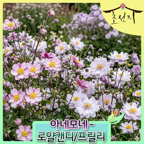 아네모네 15cm 프릴리니커스 로얄캔디 추명국