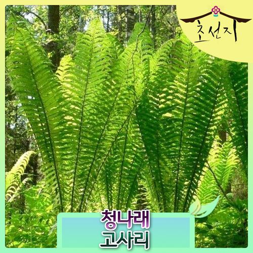 청나래 고사리 15cm 타조 청고사리